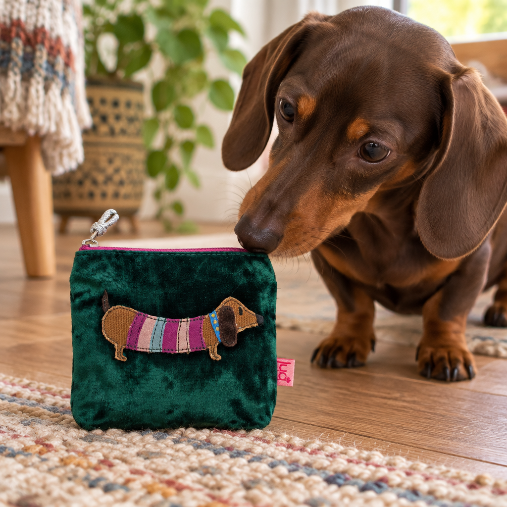 Sausage Dog Purse Dog Sniffing